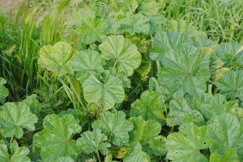 Comunissima - identificazione: Malva sp.